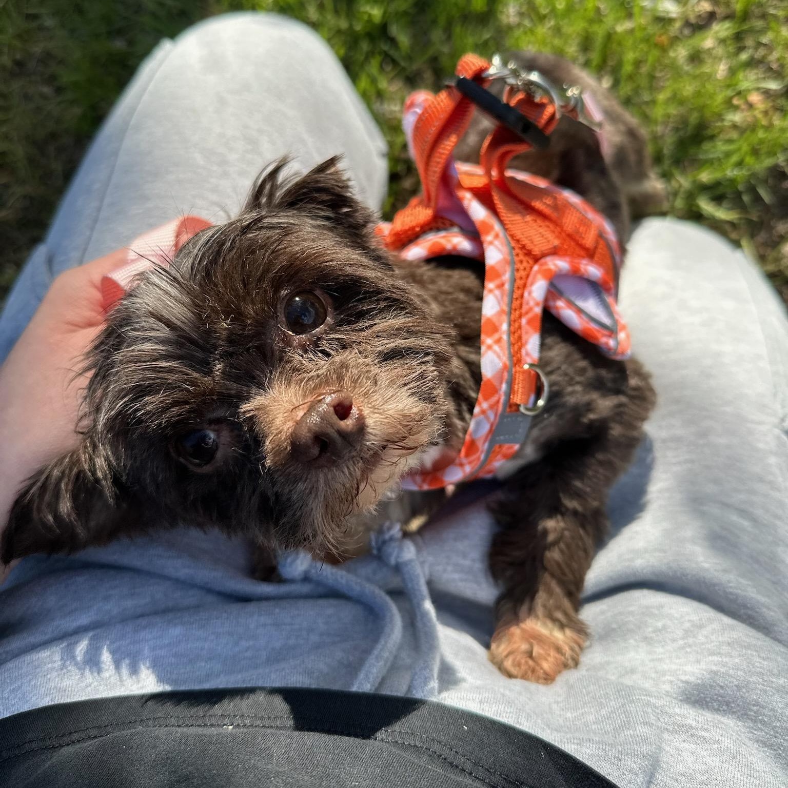 Legend, ADOPTABLE, Adult Male Yorkshire Terrier.