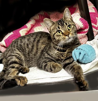 Enlarge Misty (available in foster), a Adoptable Domestic Short Hair in Voorhees, NJ image 1/3