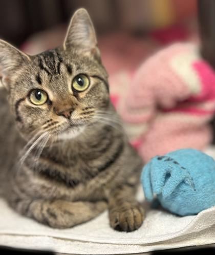 Enlarge Misty (available in foster), a Adoptable Domestic Short Hair in Voorhees, NJ image 2/3