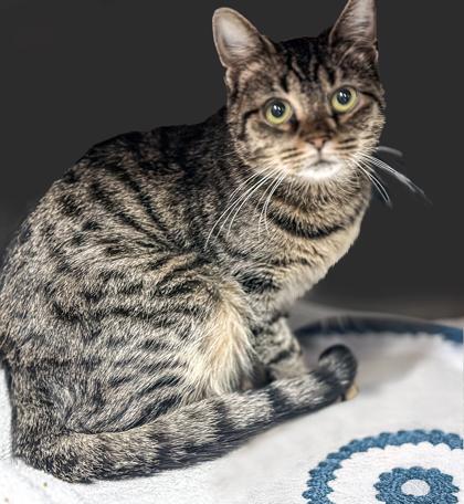 Enlarge Misty (available in foster), a Adoptable Domestic Short Hair in Voorhees, NJ image 3/3