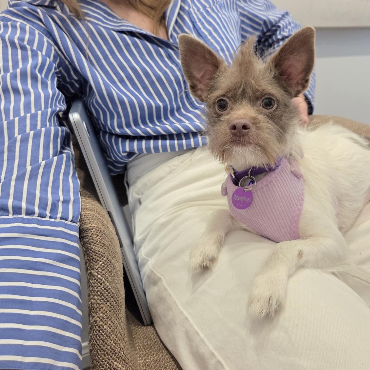 Enlarge Coco Chanel, a Adoptable mixed breed in West Hollywood, CA image 3/5