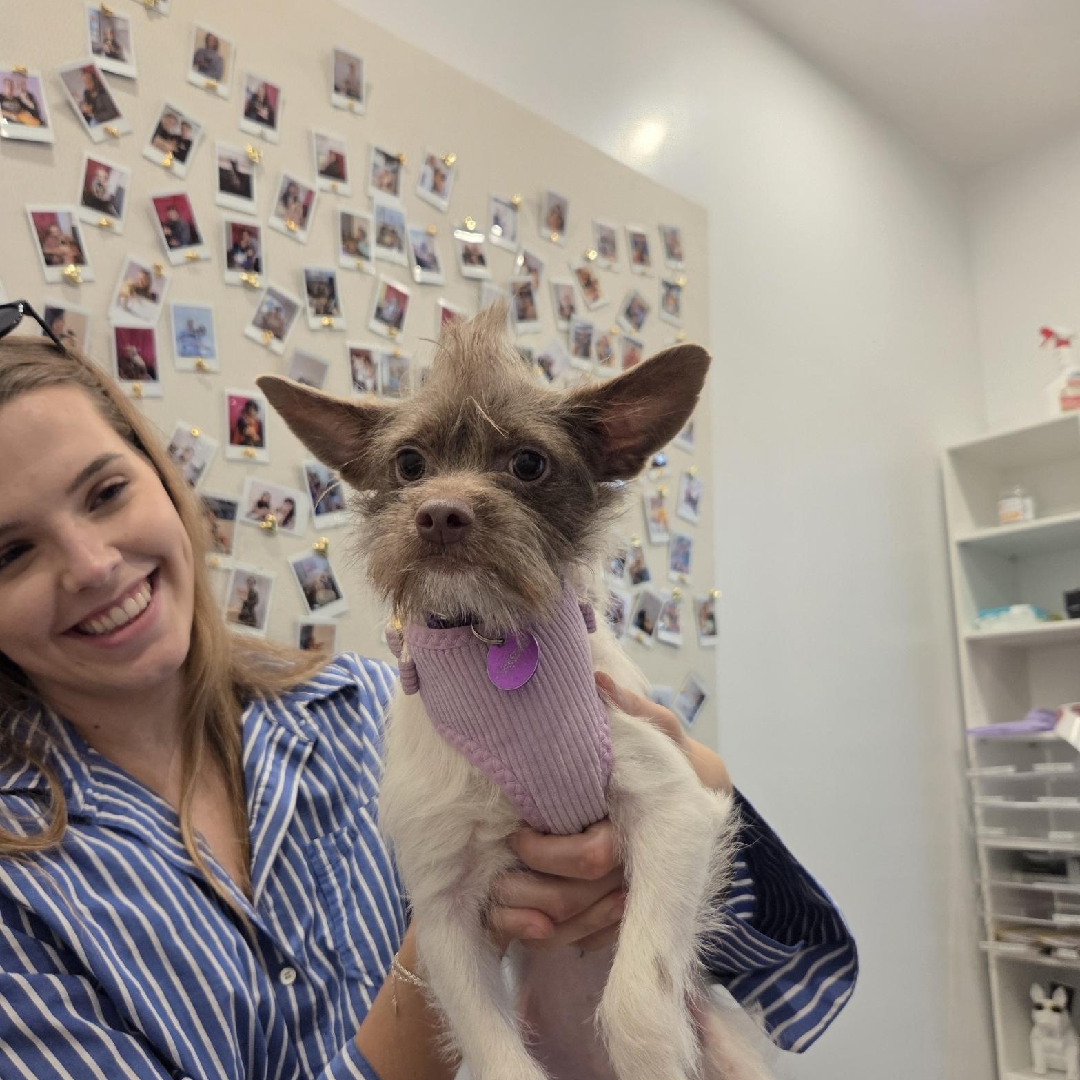 Enlarge Coco Chanel, a Adoptable mixed breed in West Hollywood, CA image 5/5