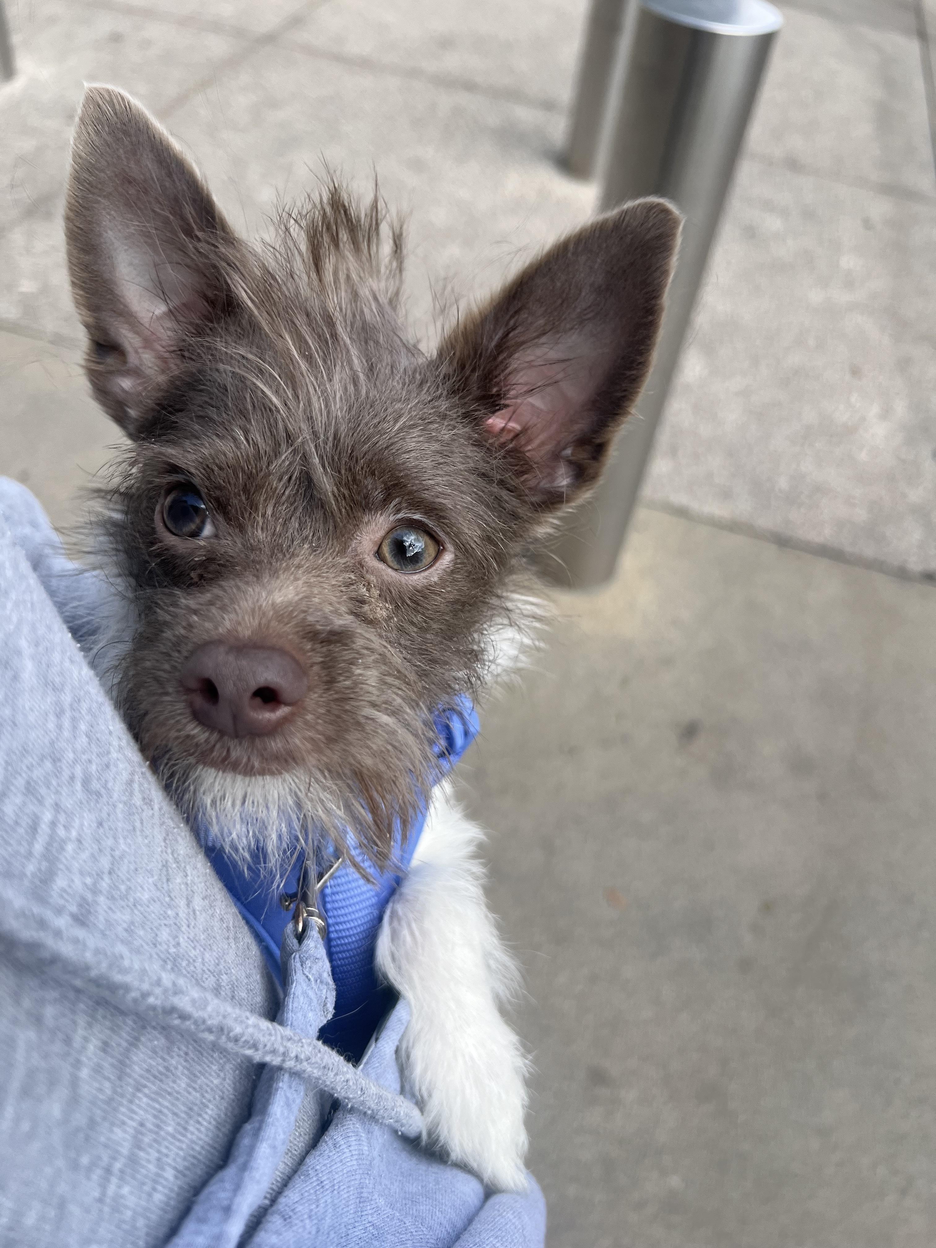Coco Chanel, Adoptable, Puppy Female Yorkshire Terrier & Chihuahua.