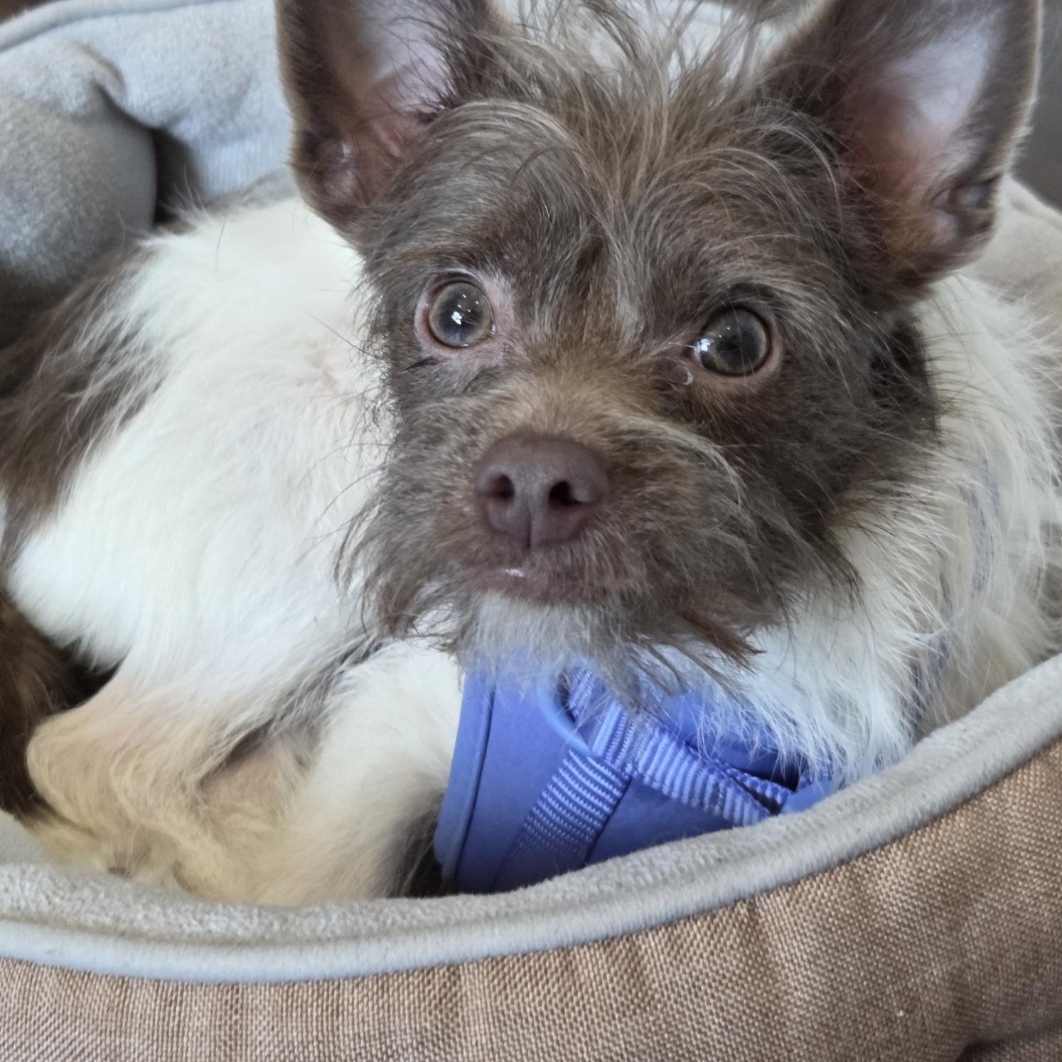 Enlarge Coco Chanel, a Adoptable mixed breed in West Hollywood, CA image 2/5