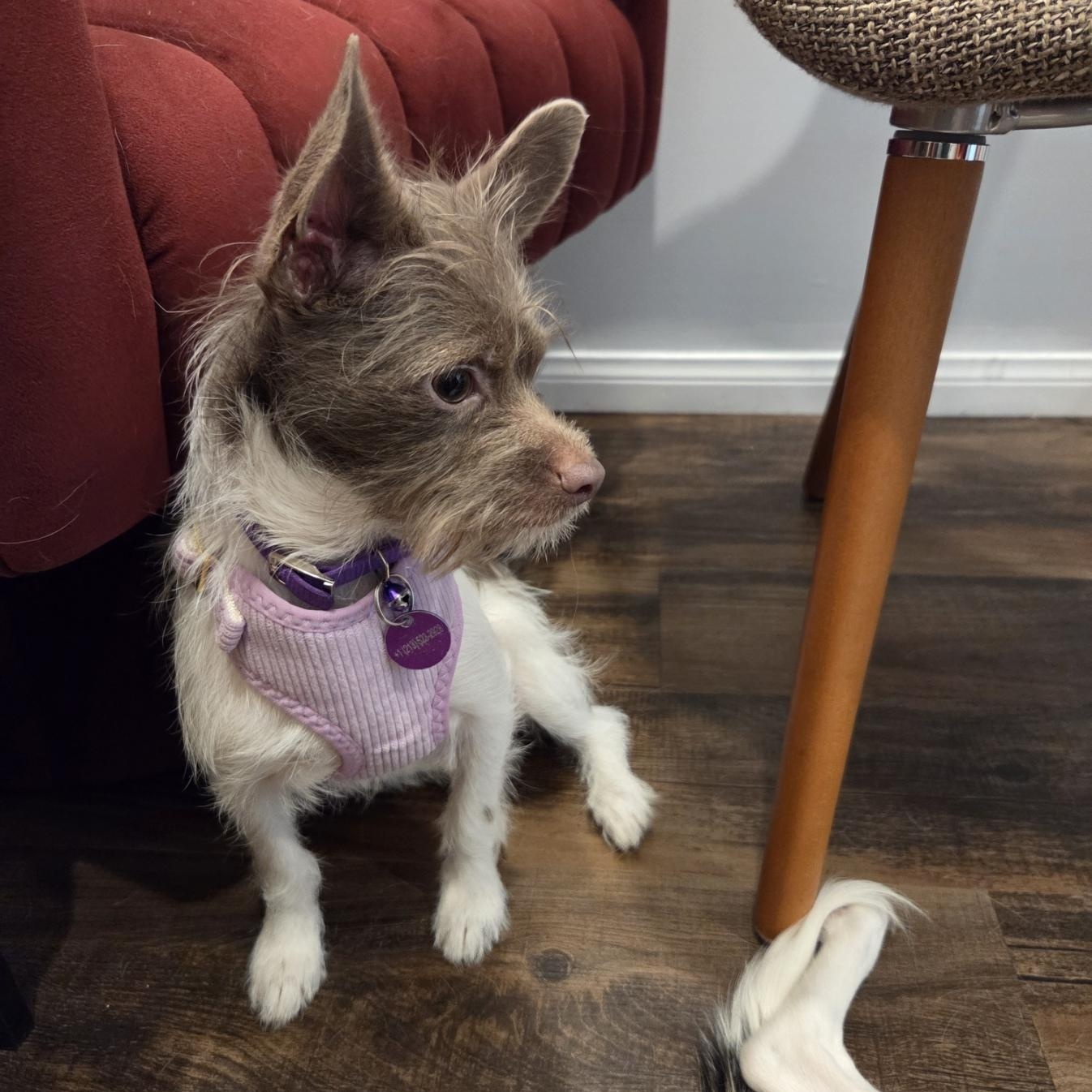 Enlarge Coco Chanel, a Adoptable mixed breed in West Hollywood, CA image 4/5