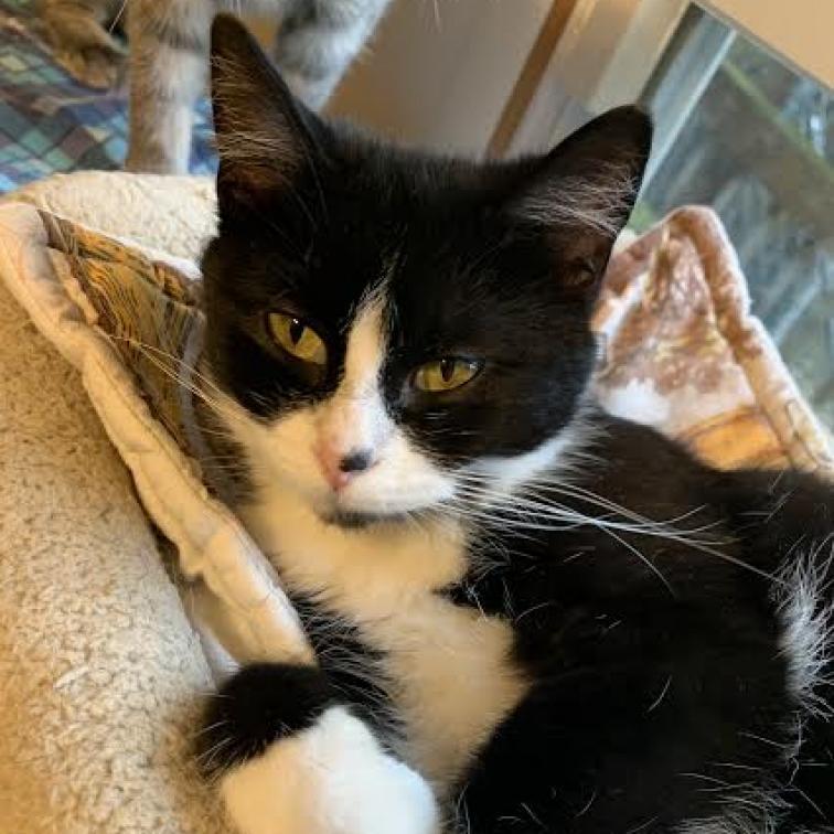 Cotton, Adoptable, Adult Female Domestic Short Hair.