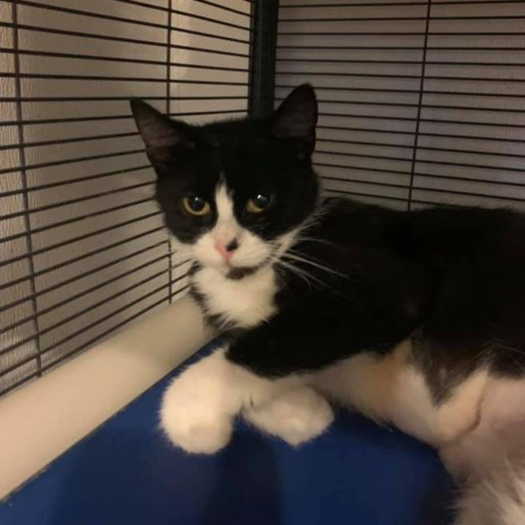 Cotton, a Adoptable Domestic Short Hair in Hanna City, IL image 2/6