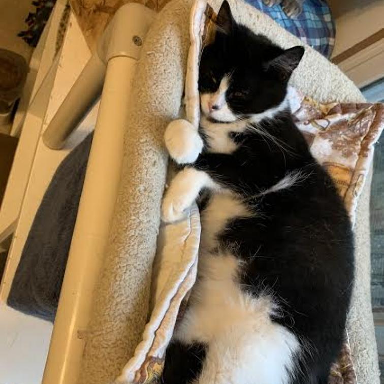 Cotton, a Adoptable Domestic Short Hair in Hanna City, IL image 3/6