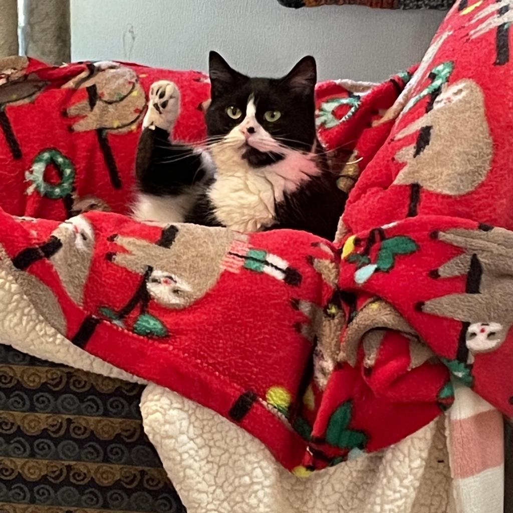 Cotton, a Adoptable Domestic Short Hair in Hanna City, IL image 4/6