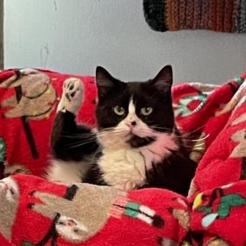 Cotton, a Adoptable Domestic Short Hair in Hanna City, IL image 5/6