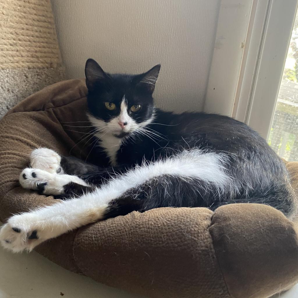 Cotton, a Adoptable Domestic Short Hair in Hanna City, IL image 6/6