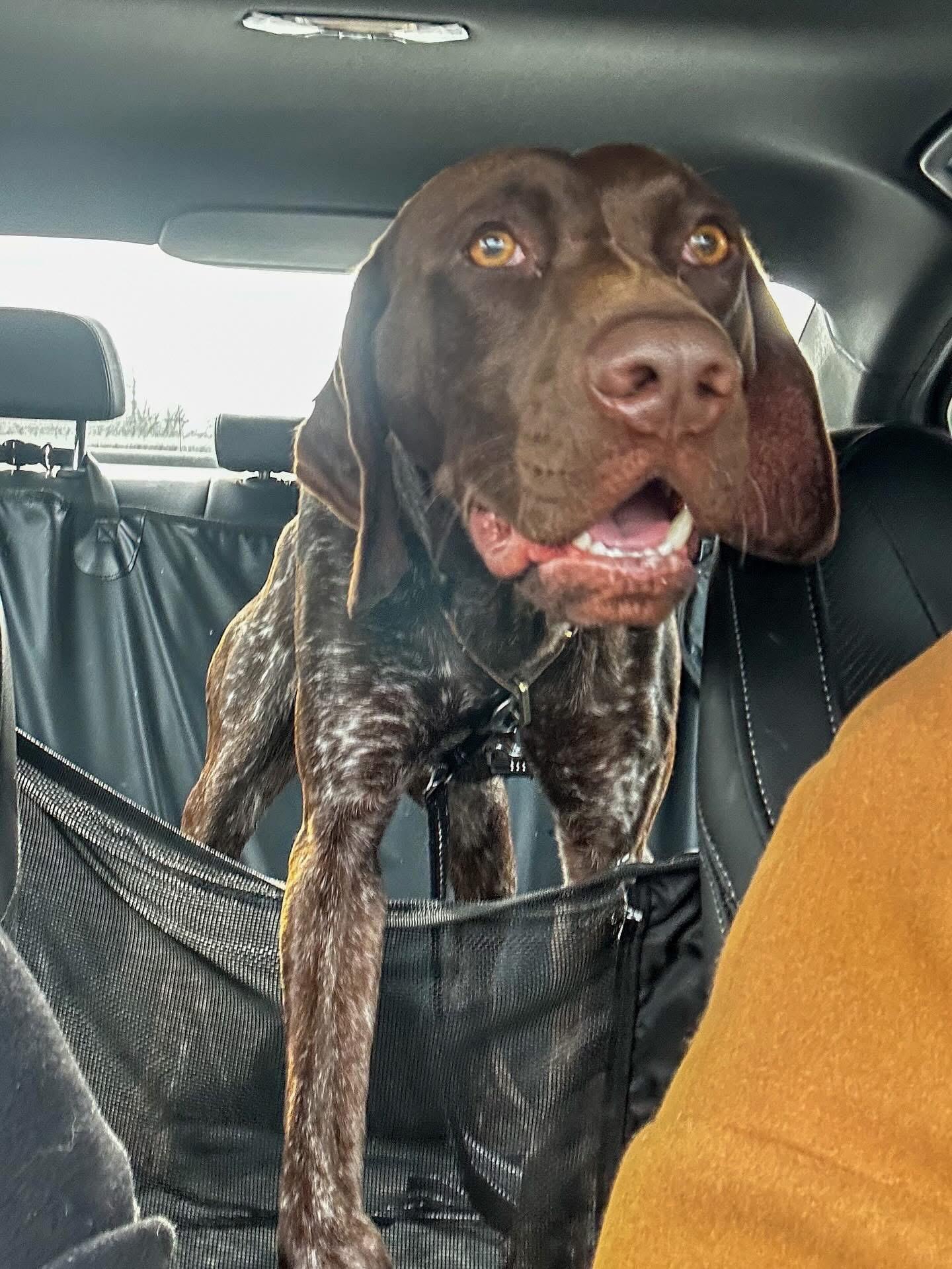 Georgie, adoptable, Adult Male Hound.