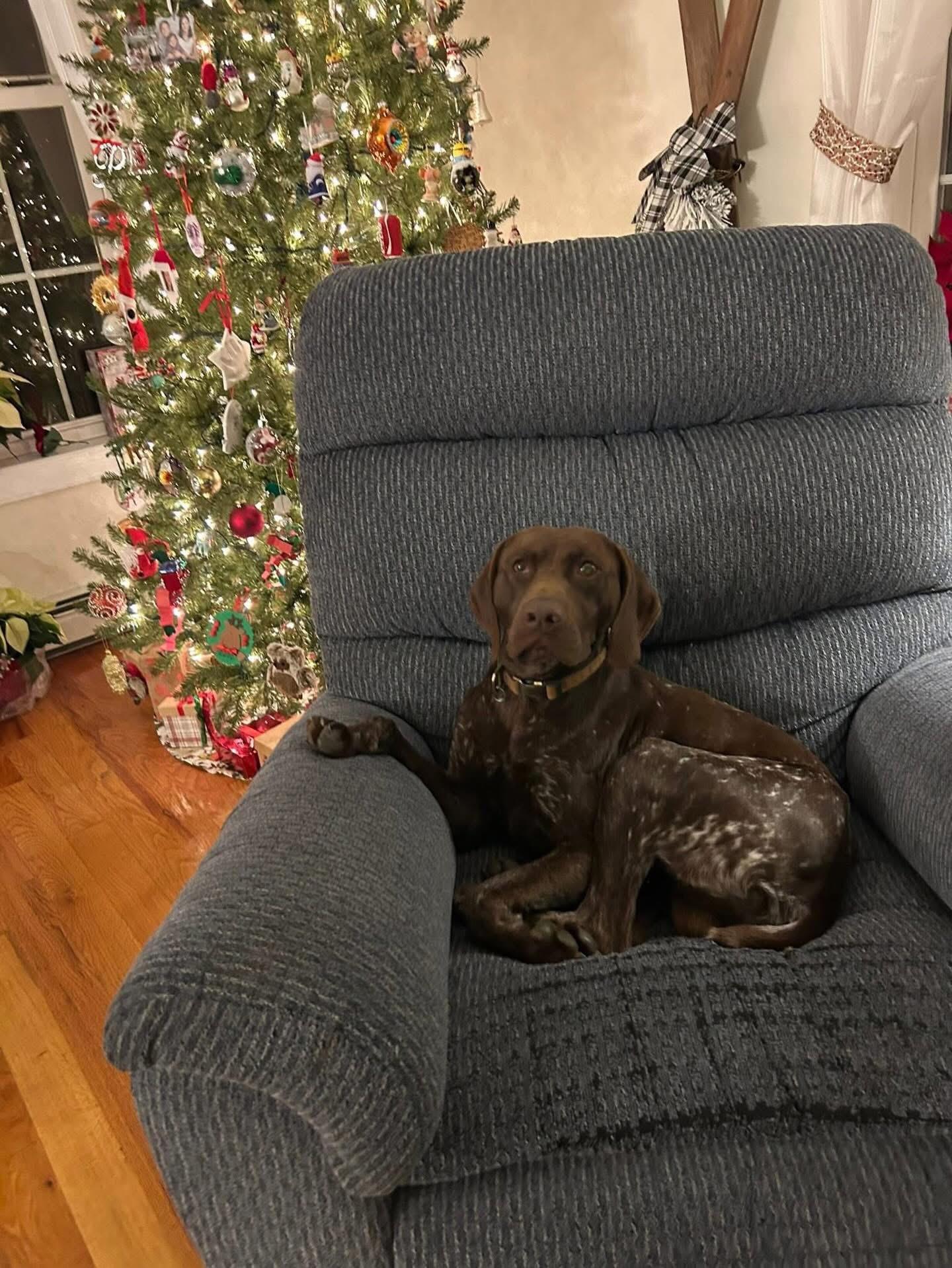 Enlarge Georgie, an adoptable mixed breed in Highland, NY image 2/5