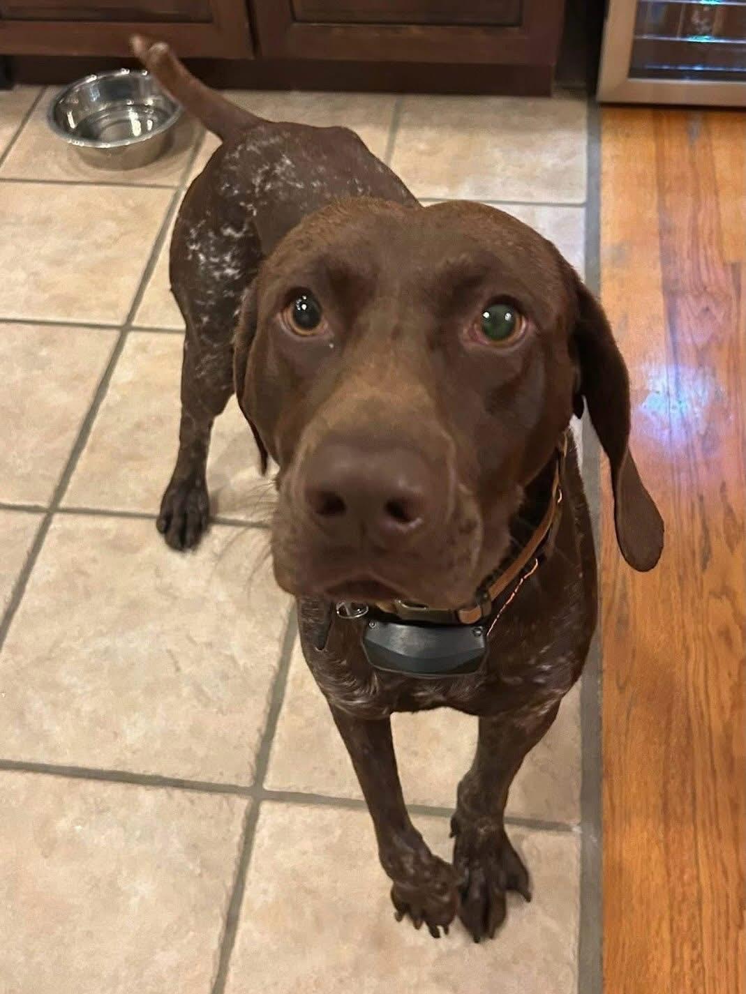 Enlarge Georgie, an adoptable mixed breed in Highland, NY image 3/5