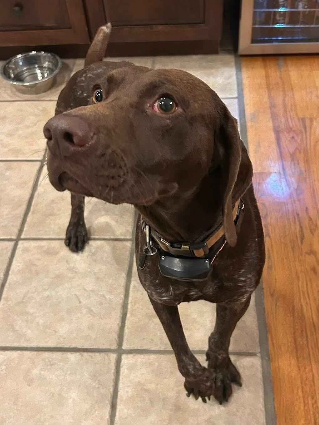 Enlarge Georgie, an adoptable mixed breed in Highland, NY image 4/5