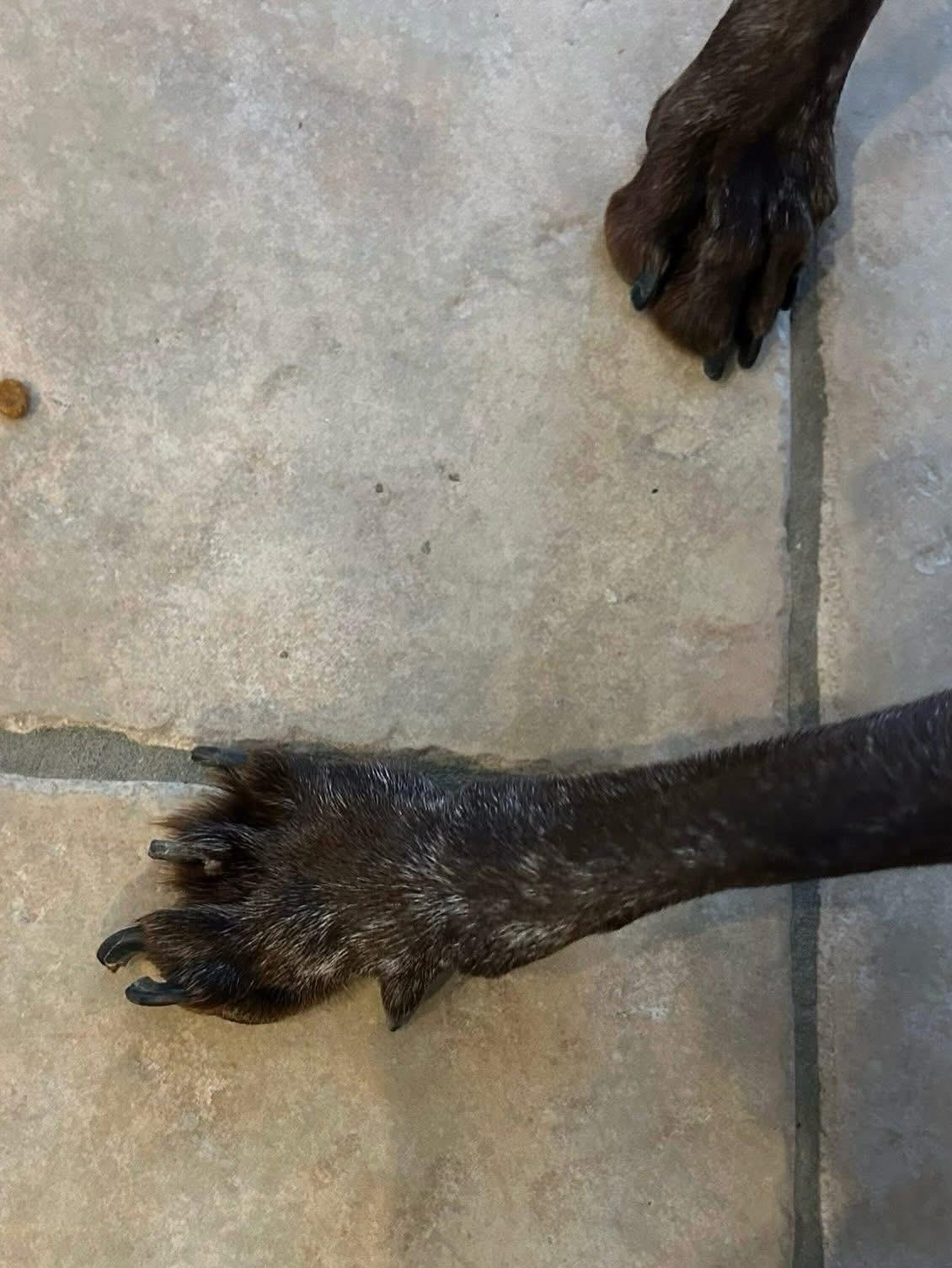 Enlarge Georgie, an adoptable mixed breed in Highland, NY image 5/5