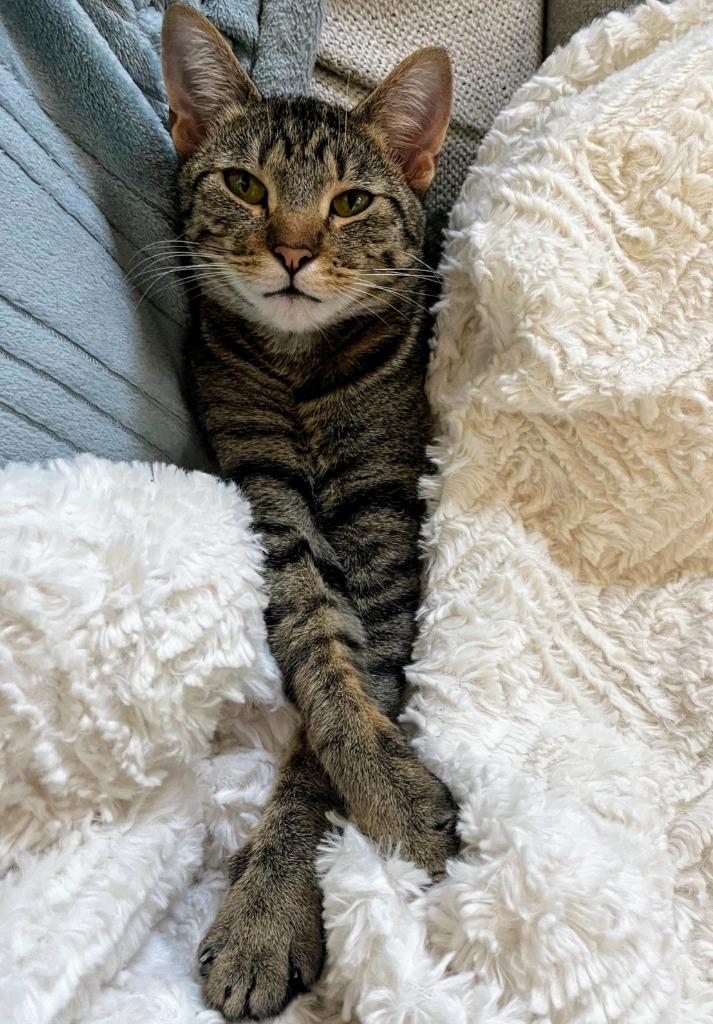 AK, Adoptable, Young Female Domestic Short Hair.