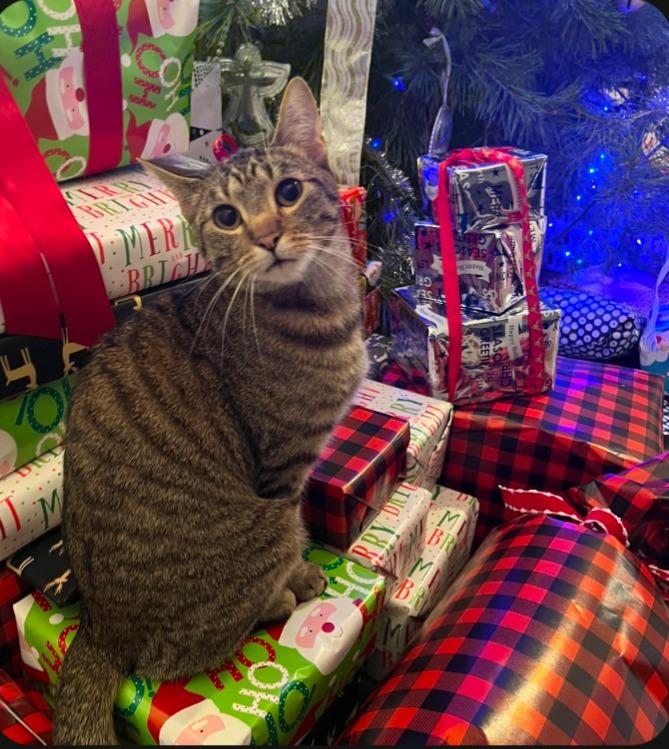 Enlarge AK, a Adoptable mixed breed in Olathe, KS image 3/5