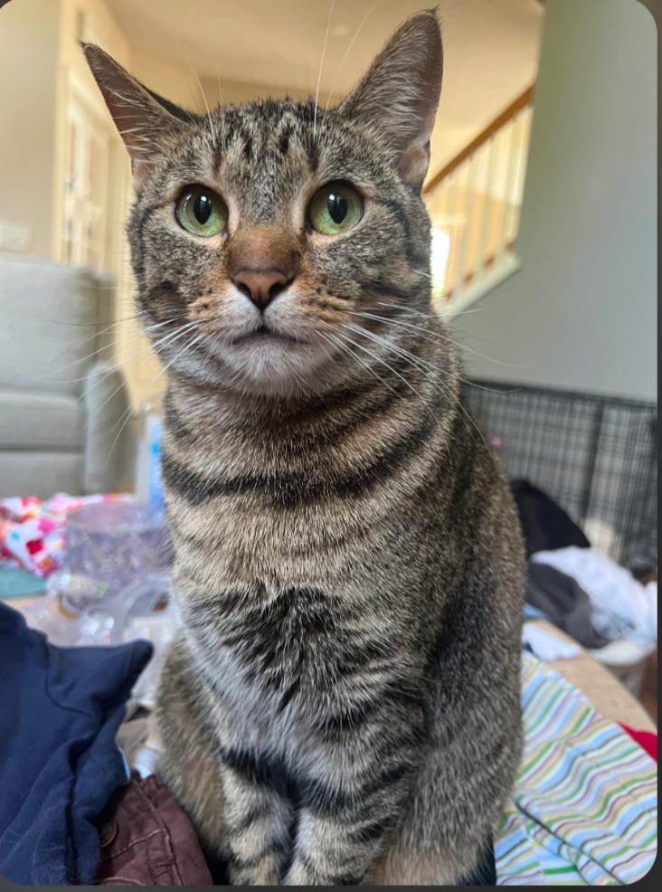 Enlarge AK, a Adoptable mixed breed in Olathe, KS image 4/6
