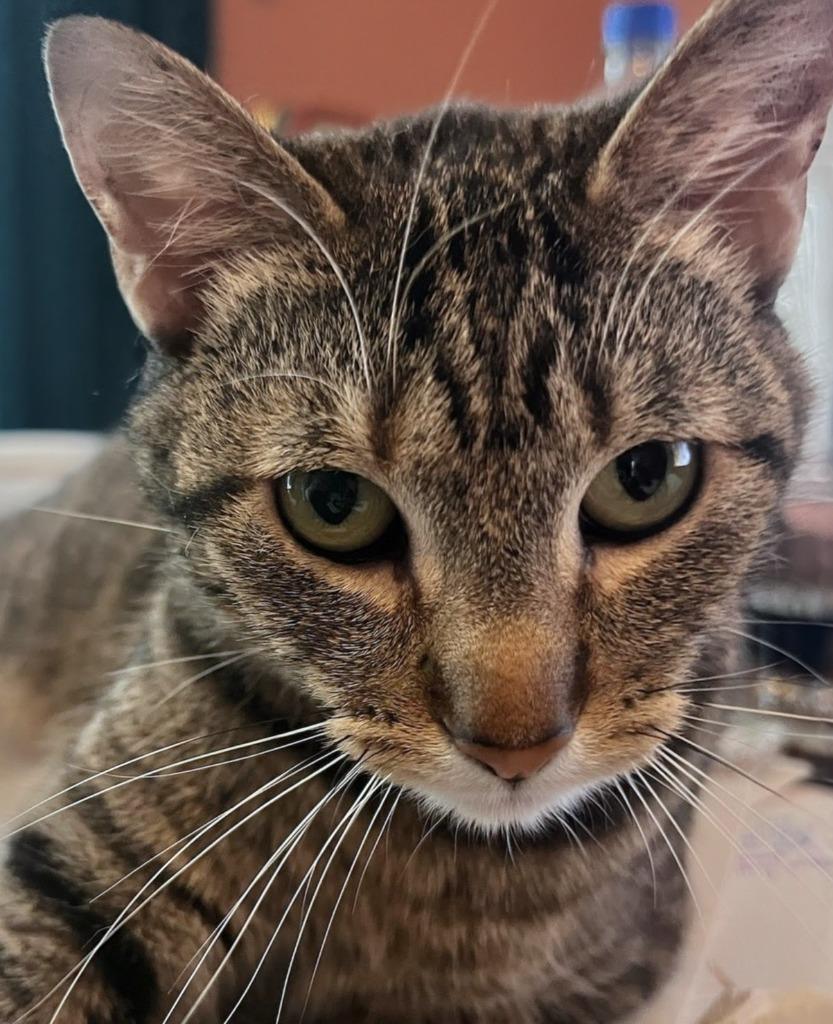 Enlarge AK, a Adoptable mixed breed in Olathe, KS image 4/5