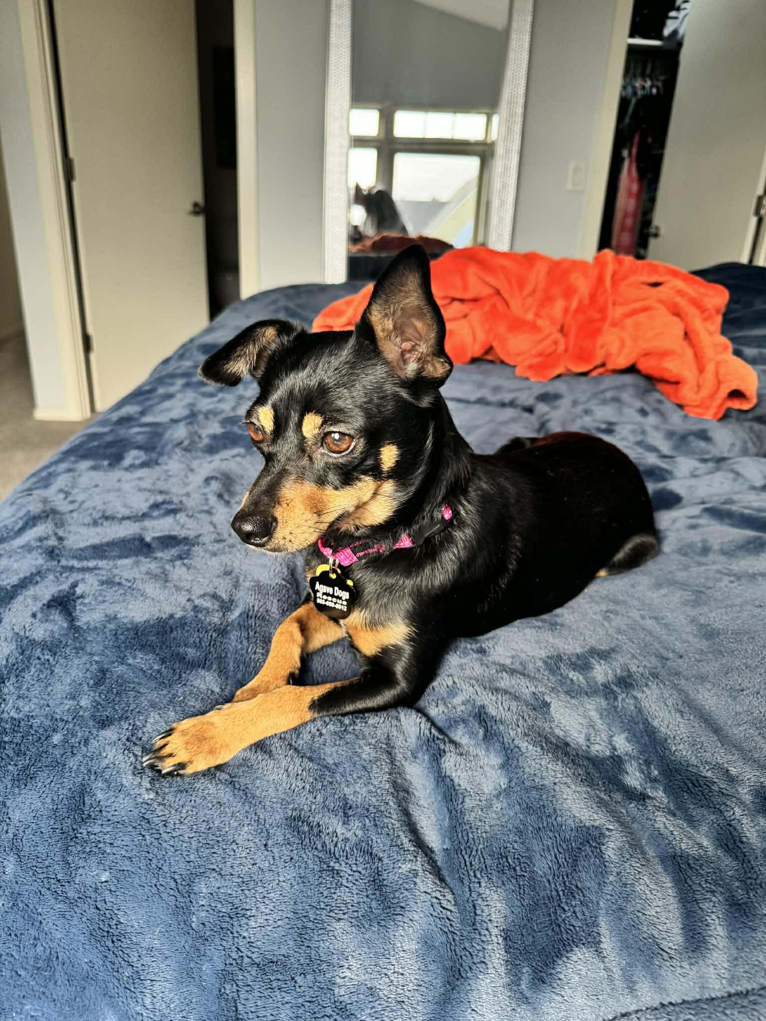 Rumi, a ADOPTABLE mixed breed in Beavercreek, OR image 1/6