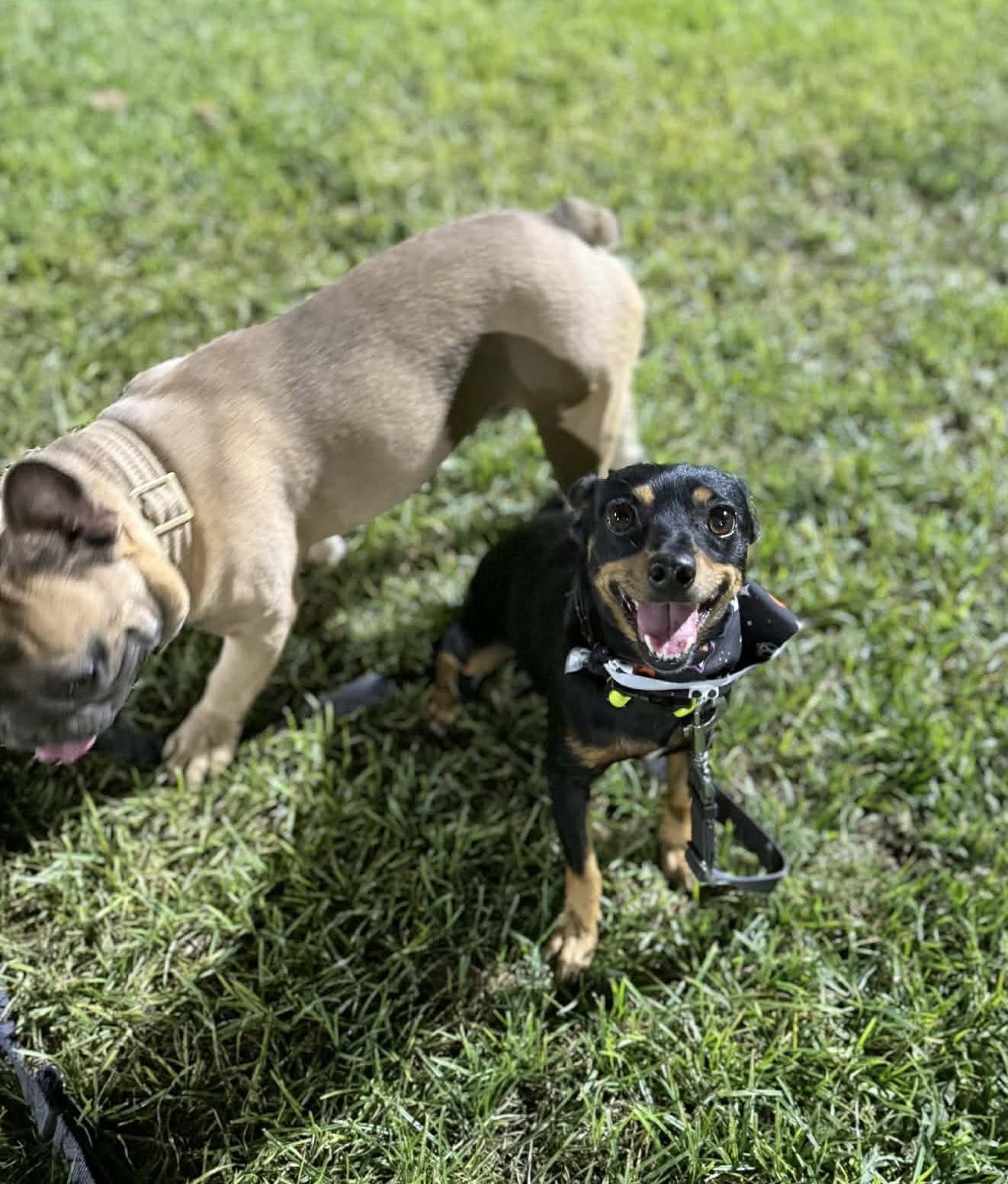 Rumi, a ADOPTABLE mixed breed in Beavercreek, OR image 2/6