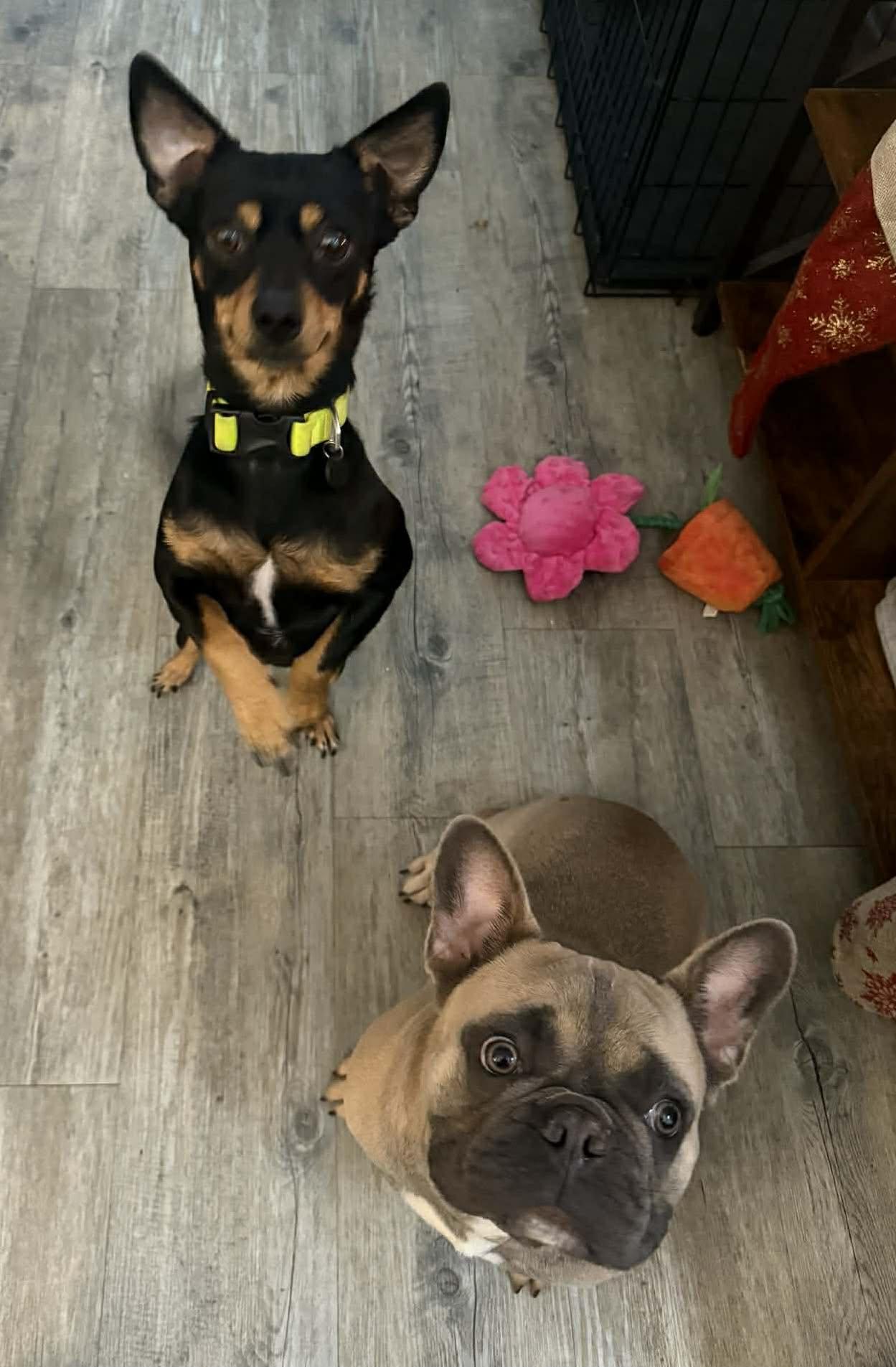 Rumi, a ADOPTABLE mixed breed in Beavercreek, OR image 3/6