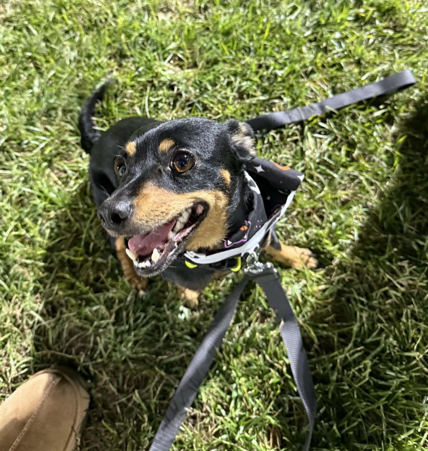 Rumi, a ADOPTABLE mixed breed in Beavercreek, OR image 4/6