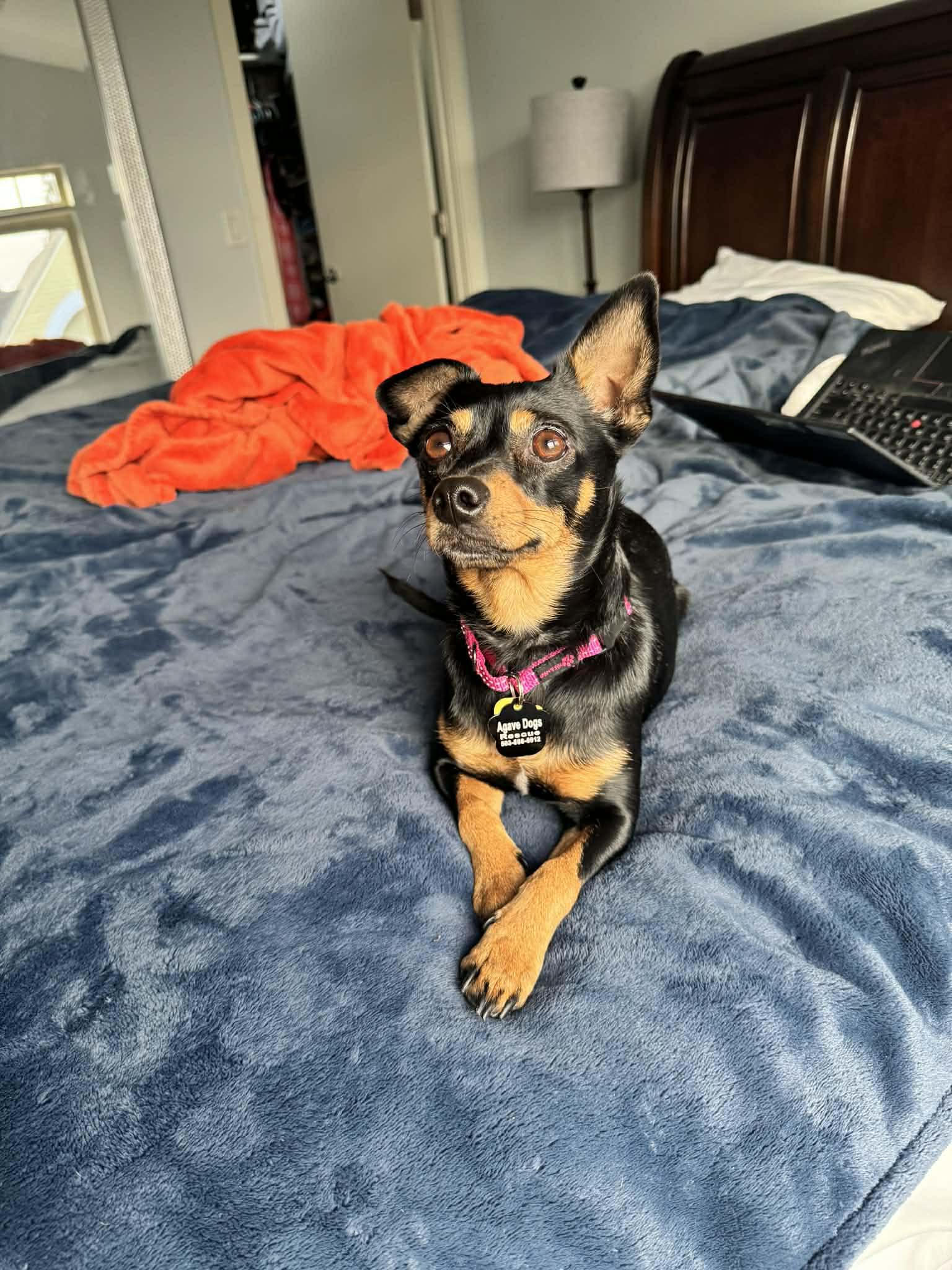 Rumi, a ADOPTABLE mixed breed in Beavercreek, OR image 5/6