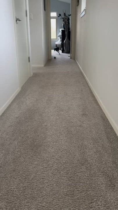 Enlarge Rumi, a ADOPTABLE mixed breed in Beavercreek, OR video 6/6