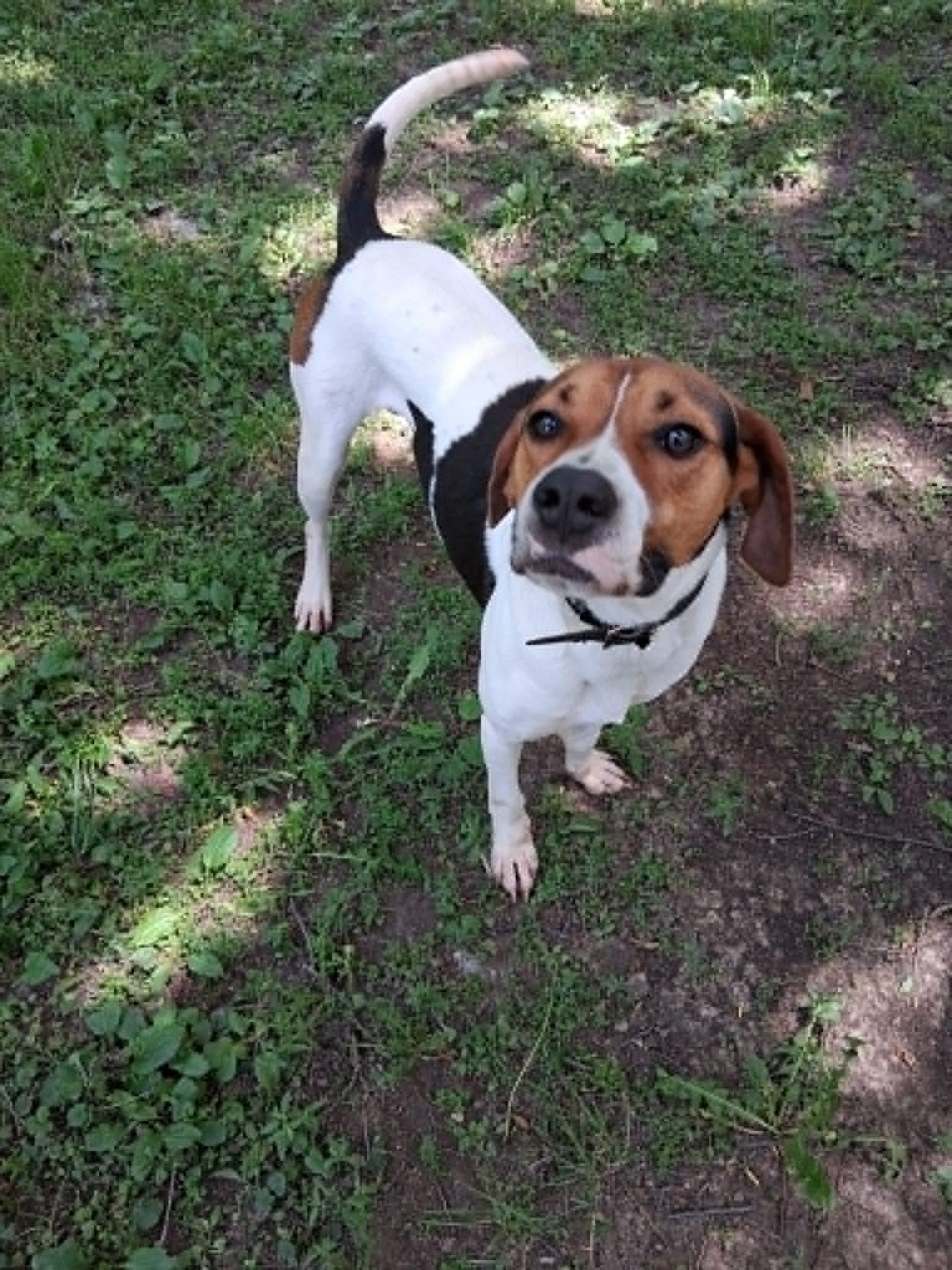 Jelly Roll - Sweet Boy, ADOPTABLE, Adult Male Treeing Walker Coonhound.