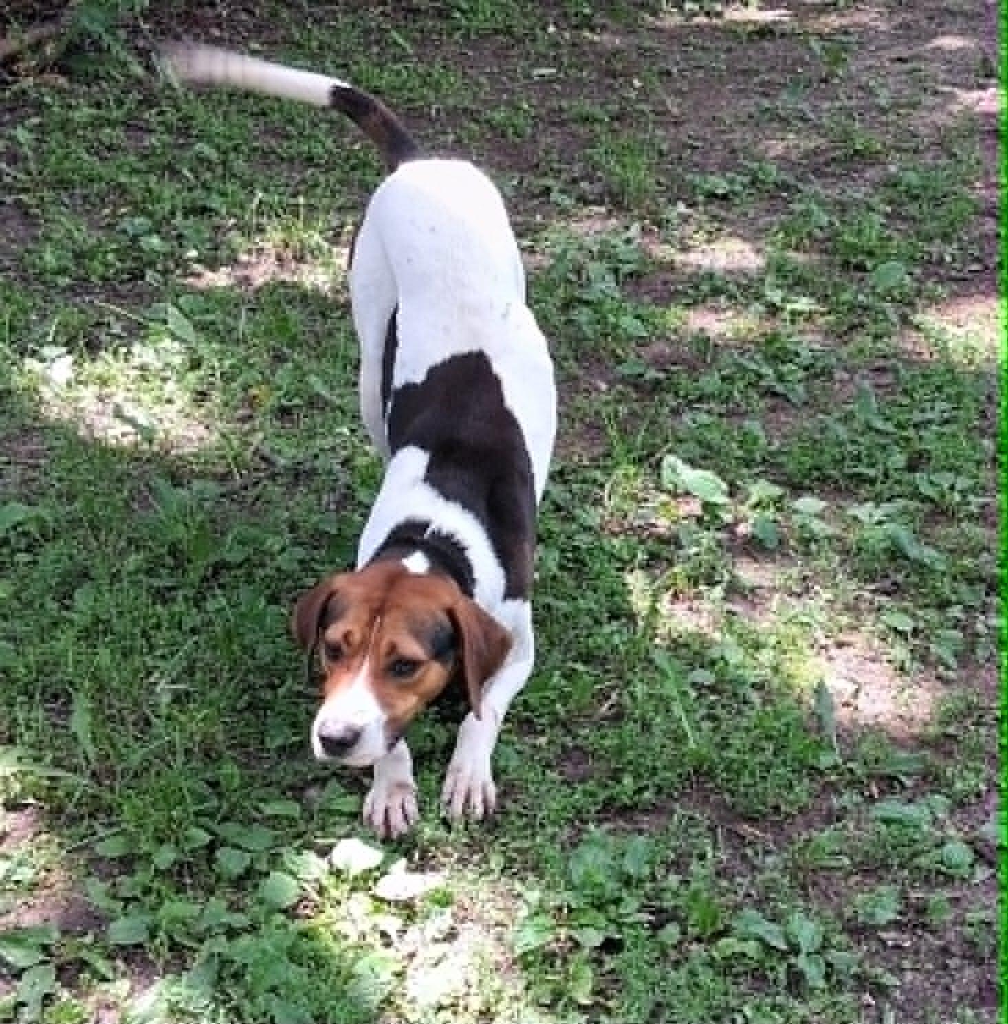 Jelly Roll - Sweet Boy, a ADOPTABLE Treeing Walker Coonhound in North Bay, ON image 3/3