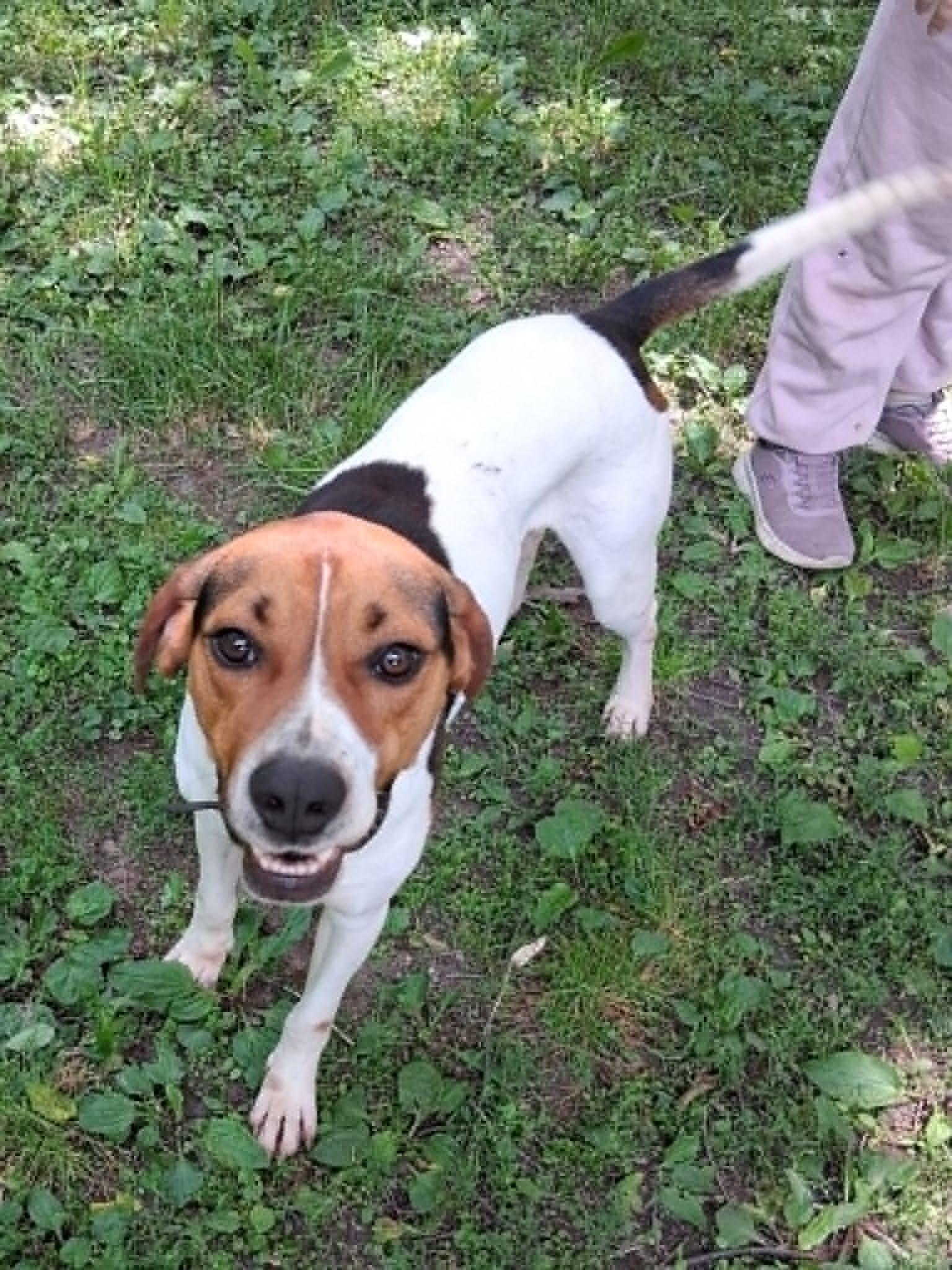 Jelly Roll - Sweet Boy, a ADOPTABLE Treeing Walker Coonhound in North Bay, ON image 2/3
