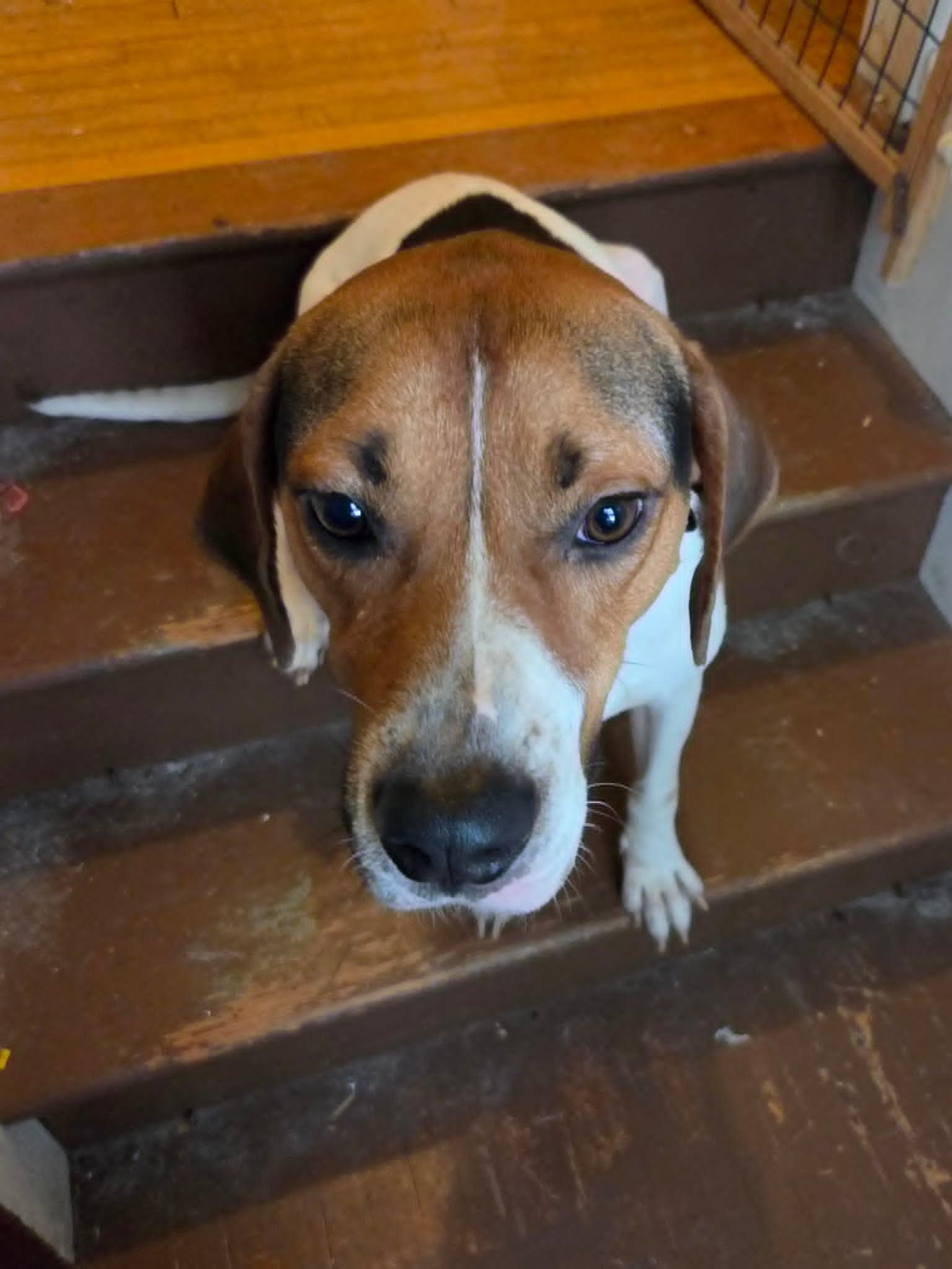 Jelly Roll - Sweet Boy, ADOPTABLE, Adult Male Treeing Walker Coonhound.