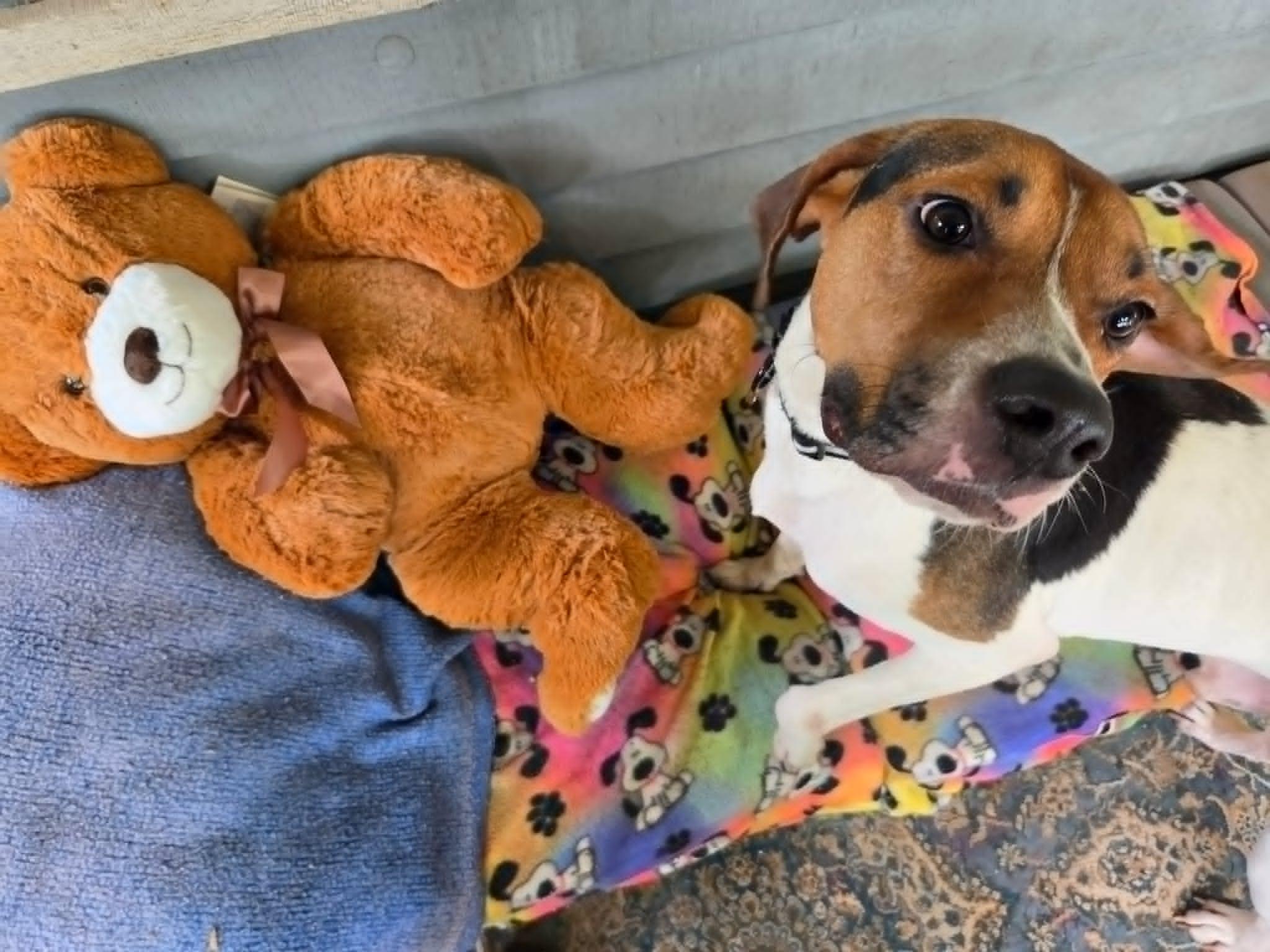 Enlarge Jelly Roll - Sweet Boy, a ADOPTABLE Treeing Walker Coonhound in North Bay, ON image 2/6
