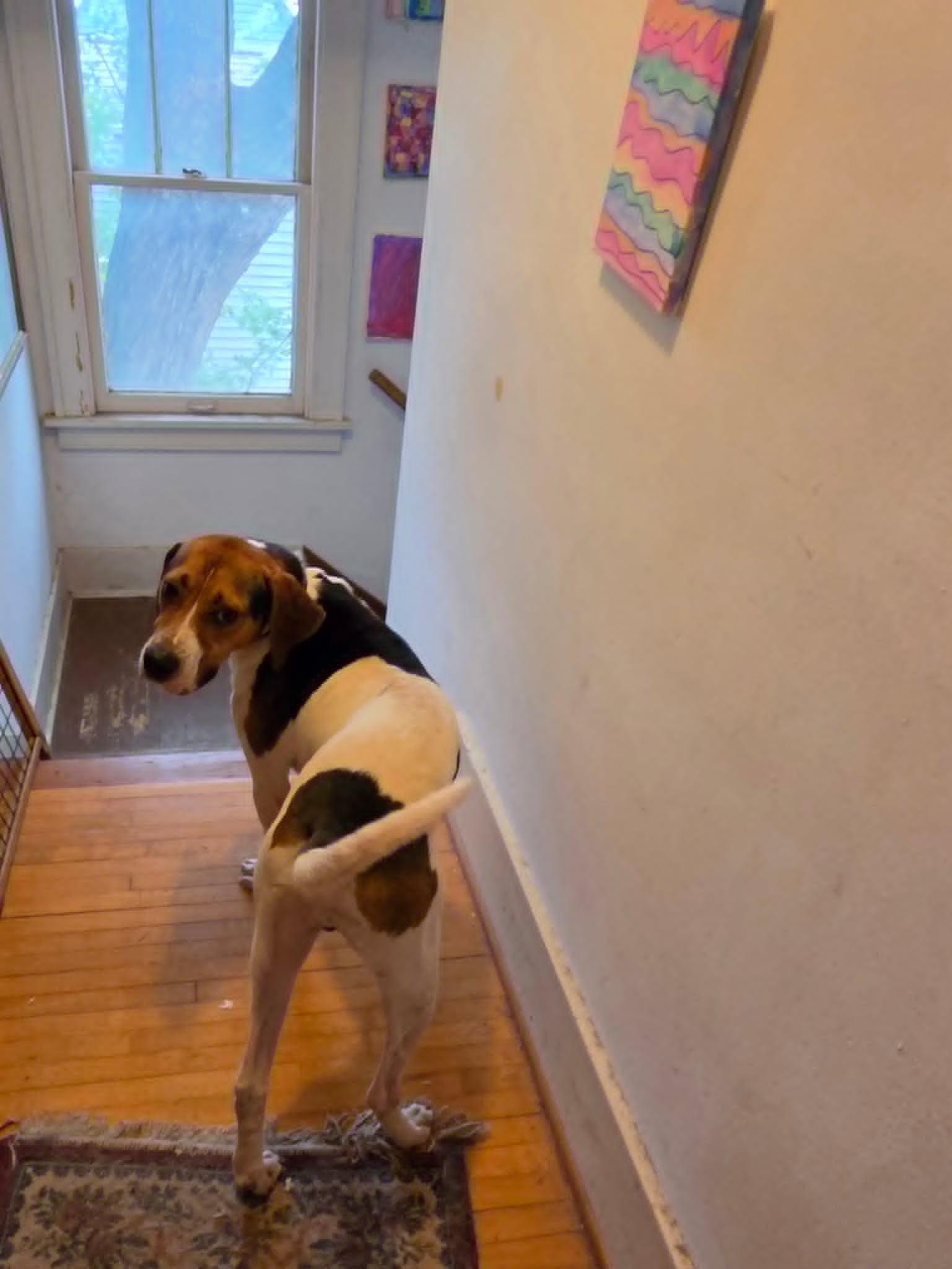 Enlarge Jelly Roll - Sweet Boy, a ADOPTABLE Treeing Walker Coonhound in North Bay, ON image 6/6