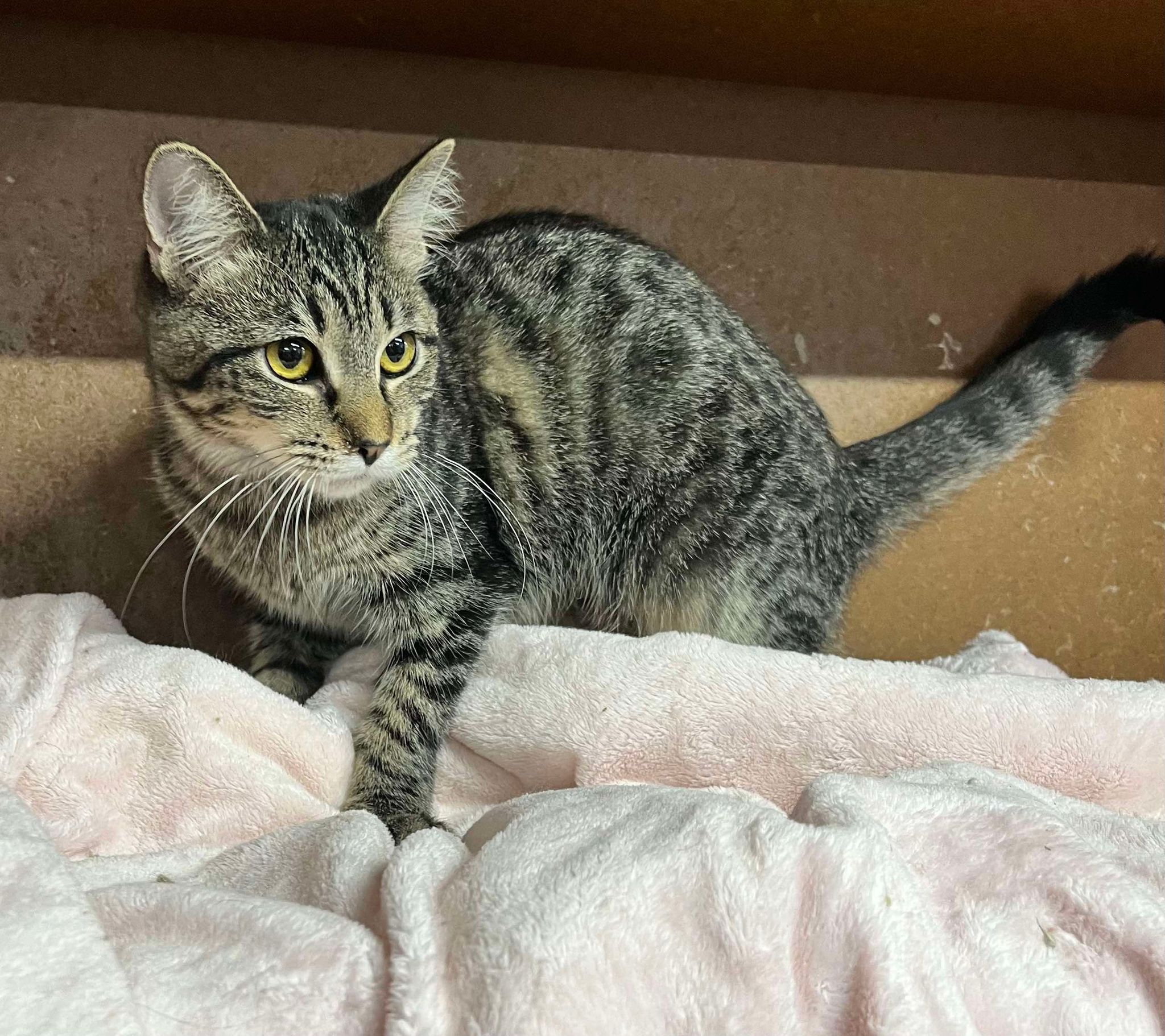 Enlarge Darlene, a Adoptable Tabby in Marion, IN image 1/1