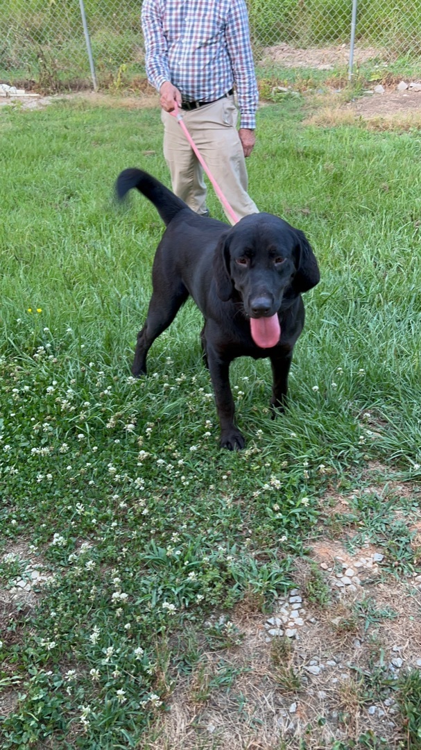 Enlarge Reyna, a Adopted Black Labrador Retriever in Bruce, MS image 1/1