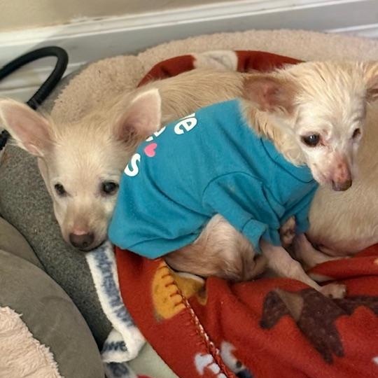 Lucia and Clara (Bonded Pair)