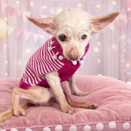 Lucia and Clara (Bonded Pair) — thumbnail 4