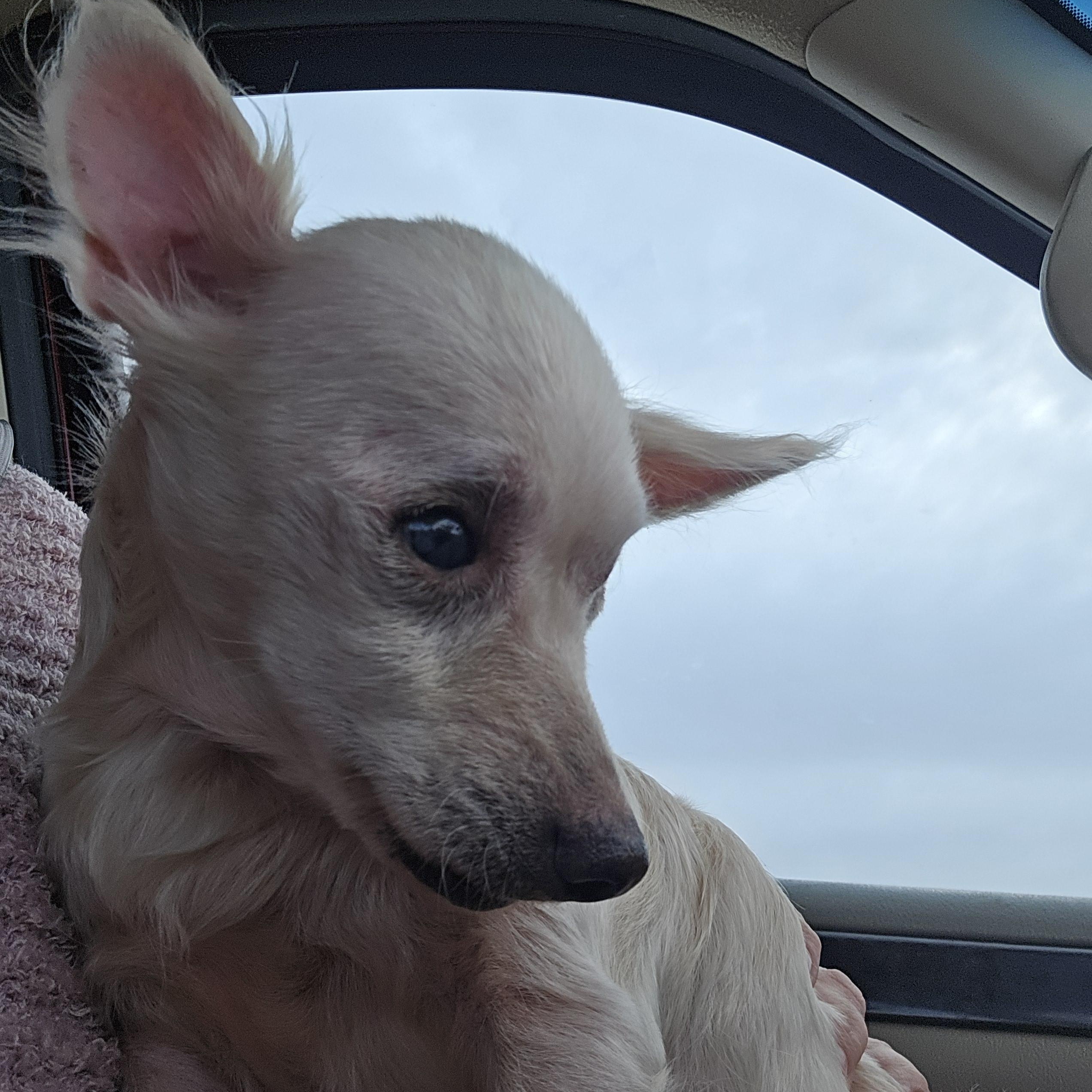 Lucia and Clara (Bonded Pair) — thumbnail 5