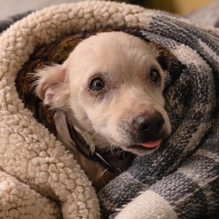 Lucia and Clara (Bonded Pair) — thumbnail 6