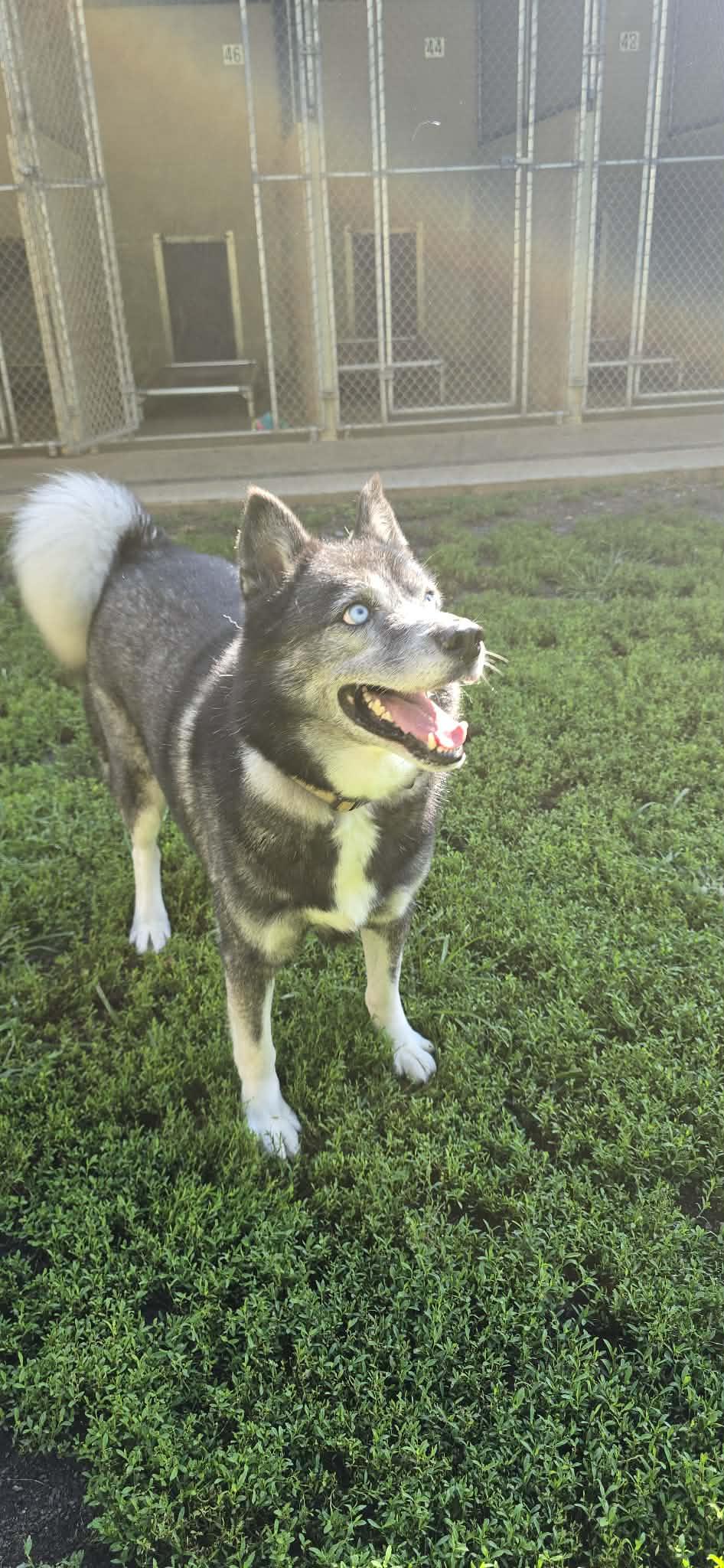 Loki fka Harvey, an adoptable Husky in Orange, VA image 2/5