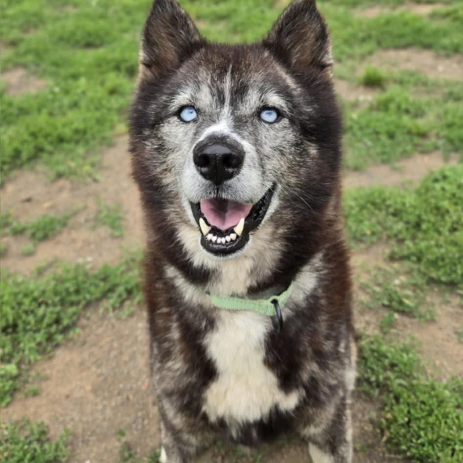 Loki fka Harvey, an adoptable Husky in Orange, VA image 3/5