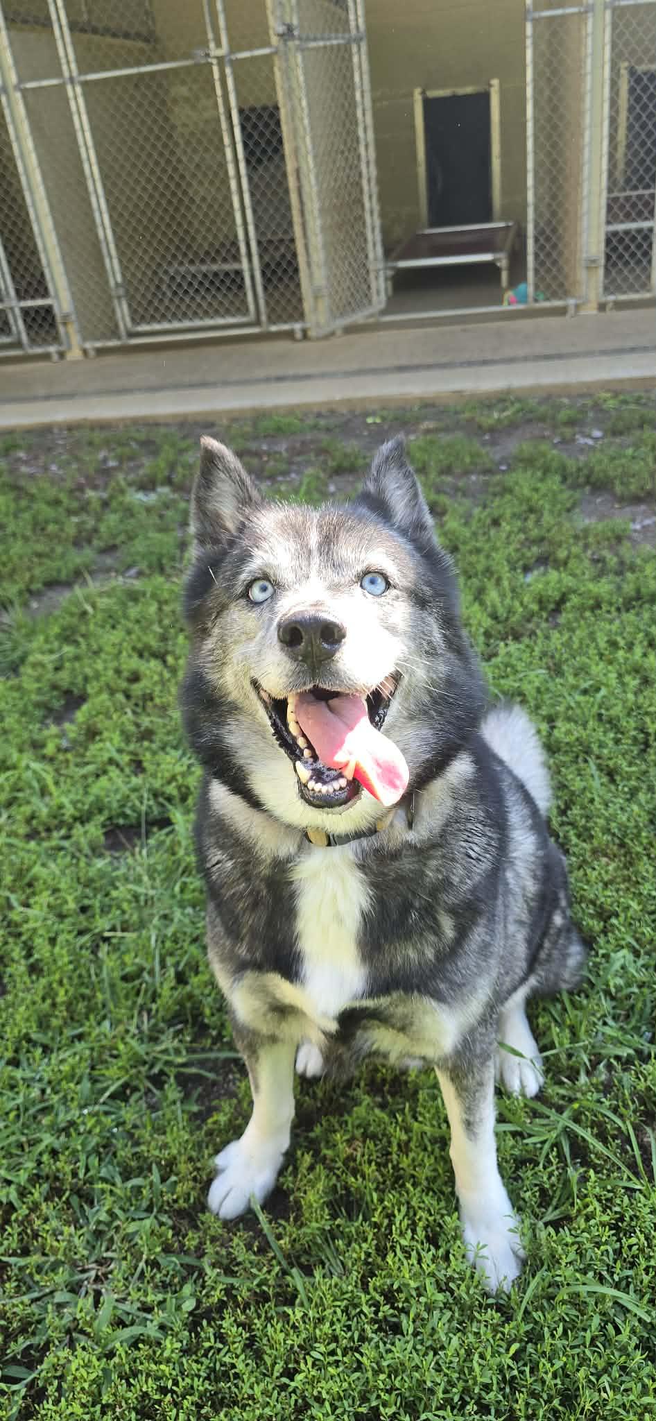 Loki fka Harvey, adoptable, Adult Male Husky.