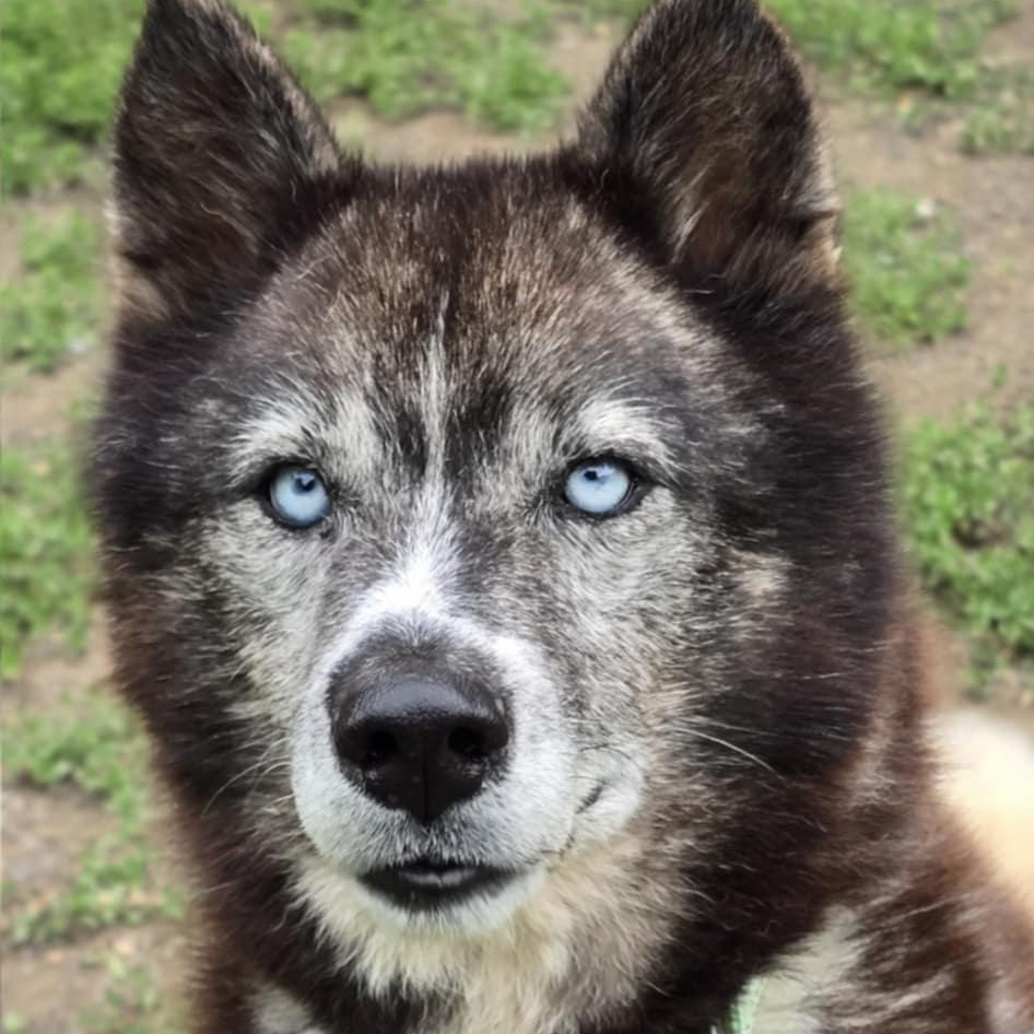 Loki fka Harvey, an adoptable Husky in Orange, VA image 4/5