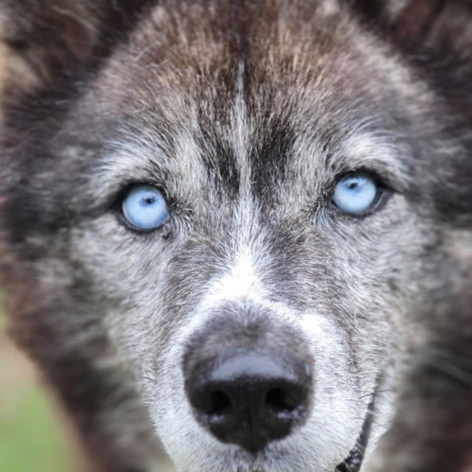 Loki fka Harvey, an adoptable Husky in Orange, VA image 5/5