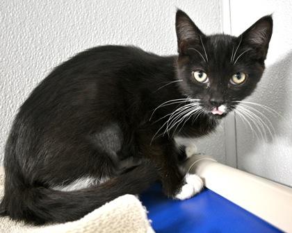 Frell, a Adoptable Domestic Short Hair in West Seneca, NY image 1/3