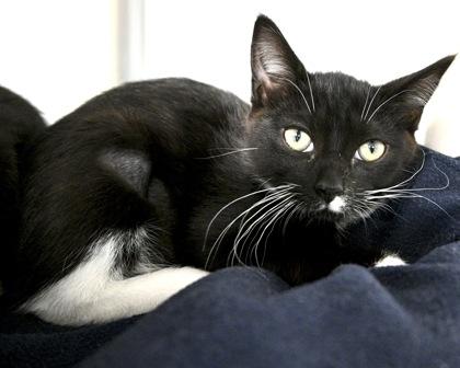 Frell, a Adoptable Domestic Short Hair in West Seneca, NY image 2/3