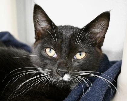 Frell, Adoptable, Kitten Female Domestic Short Hair.